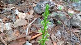 Image of Shortflowered bog orchid