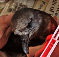 Image of Great-winged Petrel