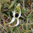 Bipinnula polysyka Kraenzl. resmi