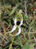 Imagem de Bipinnula polysyka Kraenzl.