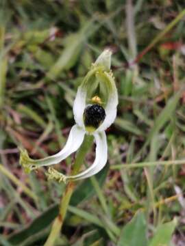 Bipinnula polysyka Kraenzl. resmi