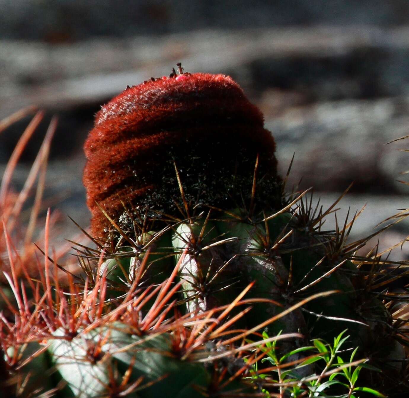 Melocactus ernestii Vaupel resmi