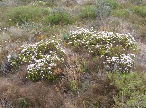 Image of Greater mountain carnation