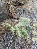 Opuntia columbiana Griffiths resmi