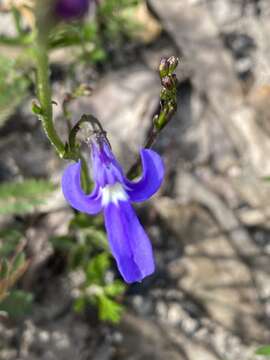 Image of Lobelia dentata Cav.