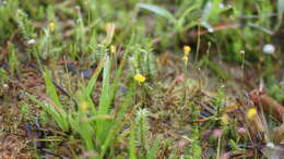 Image of Bifid Bladderwort