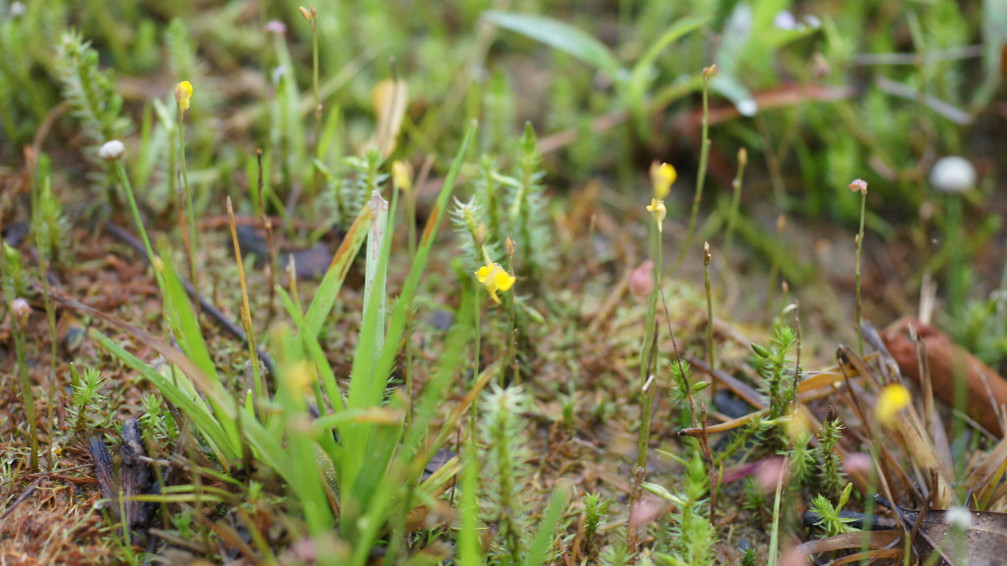 Image of Bifid Bladderwort