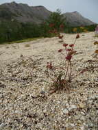 Image of Bupleurum triradiatum Adams ex Hoffm.