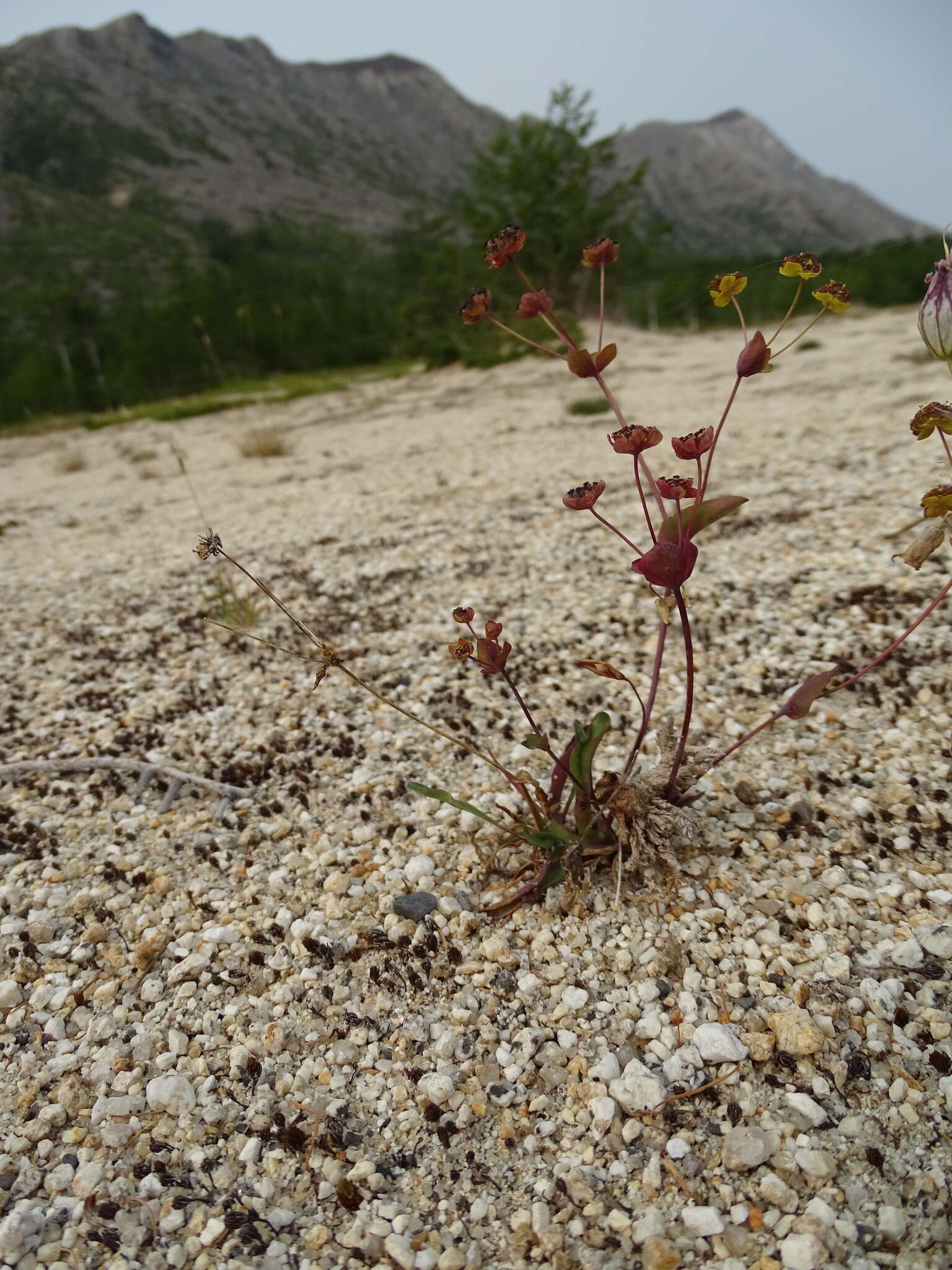 Image of Bupleurum triradiatum Adams ex Hoffm.