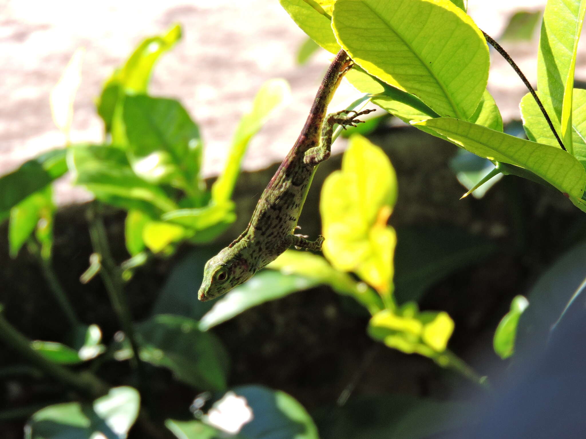 Anolis biporcatus (Wiegmann 1834)的圖片