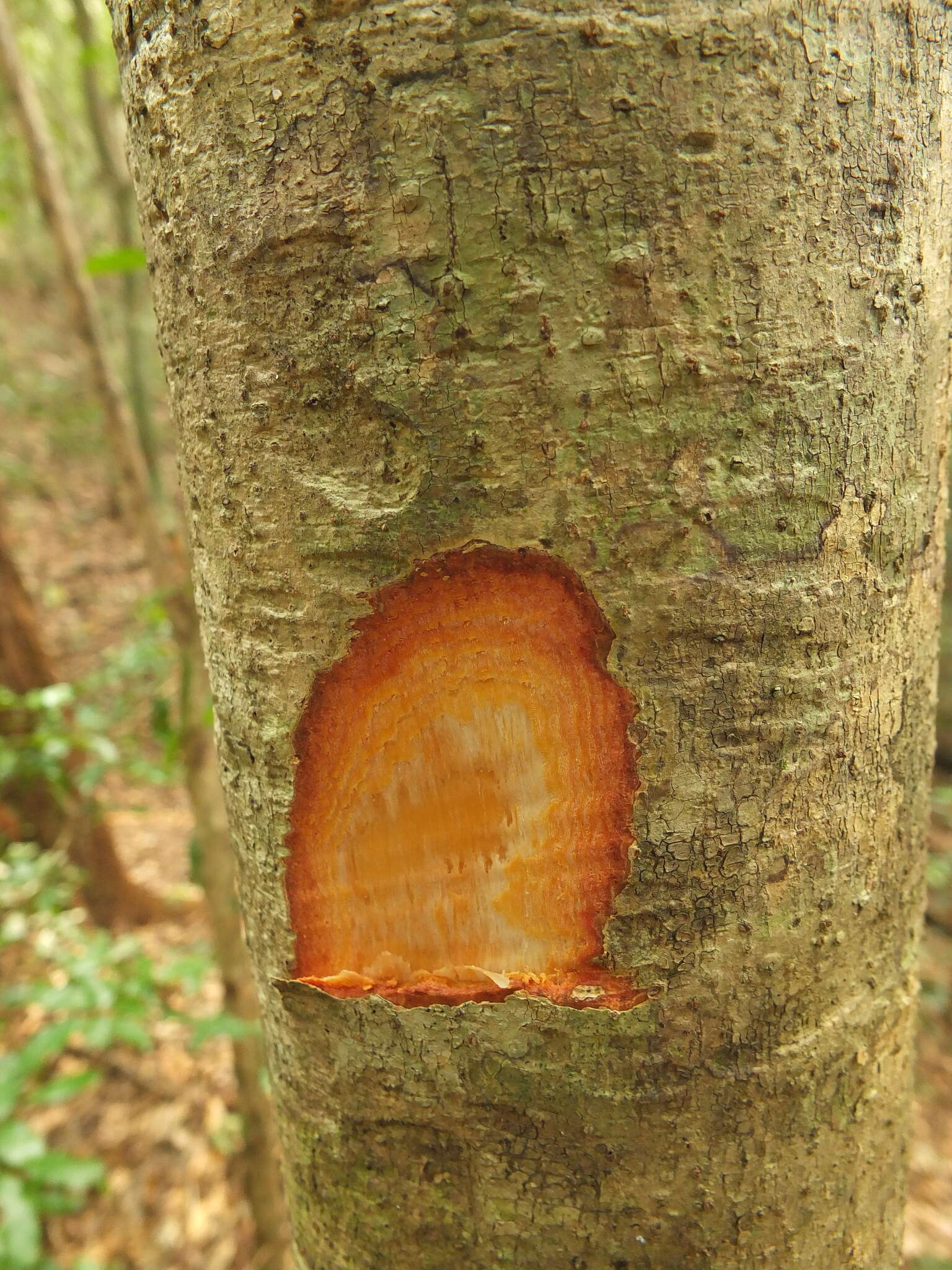 Image of Casearia ovata (Lam.) Willd.