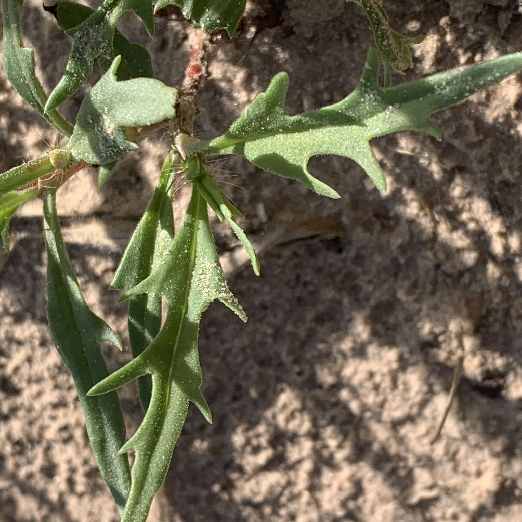 Image of Oxygonum alatum Burch.