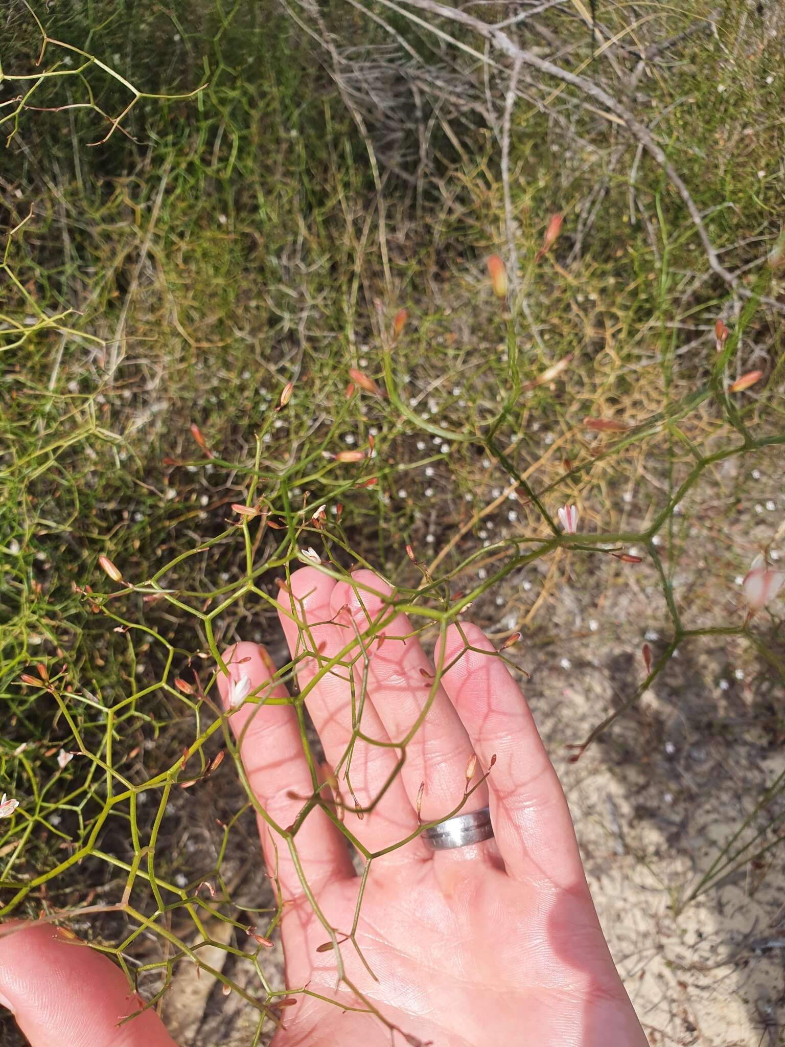 Sivun Corynotheca micrantha (Lindl.) Druce kuva