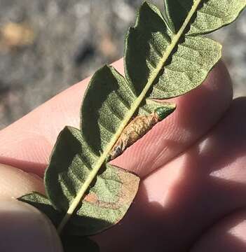 Sivun Stigmella corylifoliella (Clemens 1861) Wilkinson et al. 1979 kuva