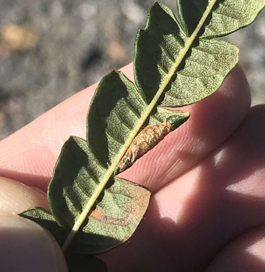 Image de Stigmella corylifoliella (Clemens 1861) Wilkinson et al. 1979