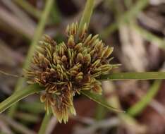 Image of Tall flatsedge