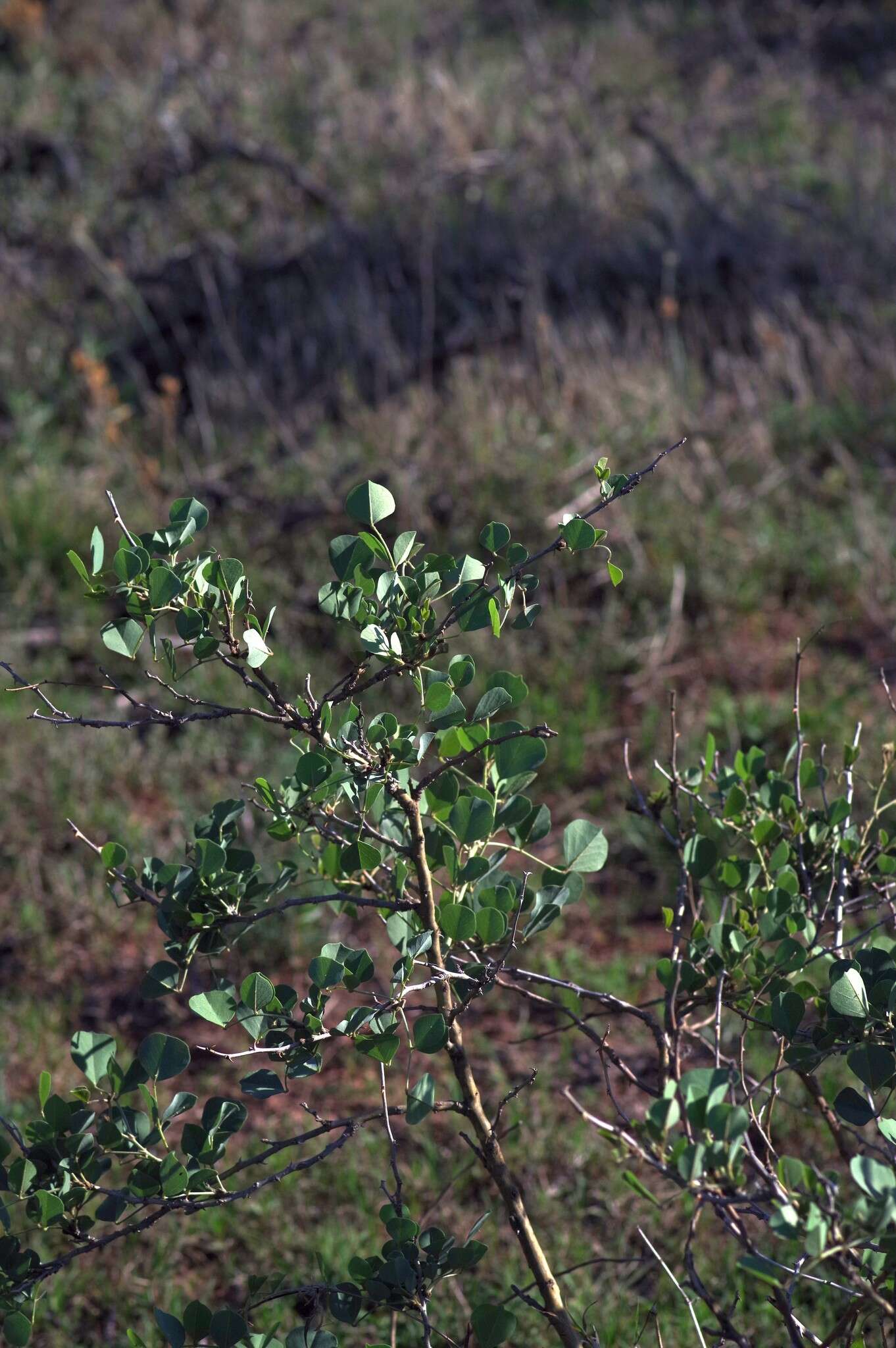 Image de Erythrina acanthocarpa E. Mey.