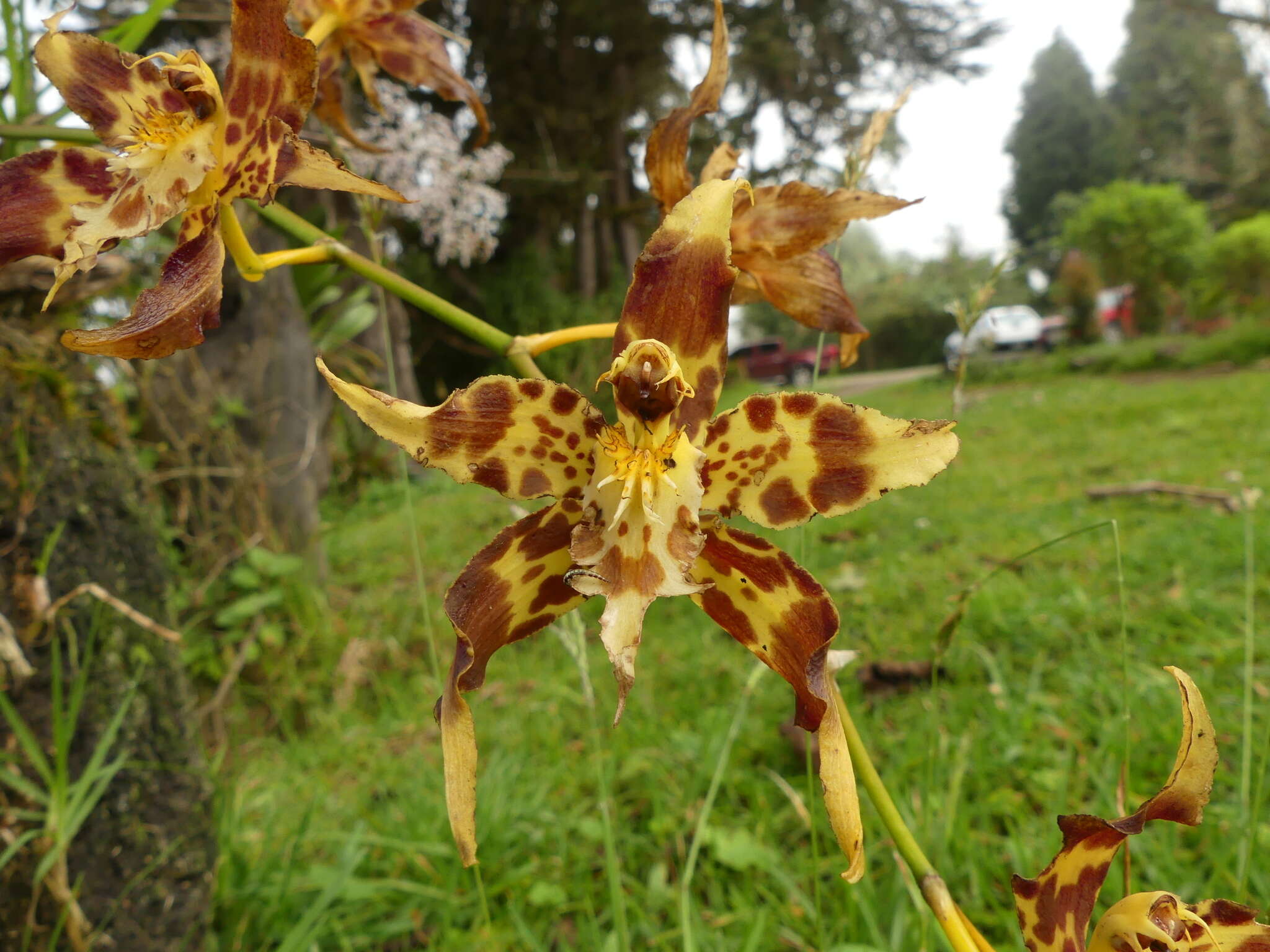 Image of Oncidium hallii (Lindl.) Beer