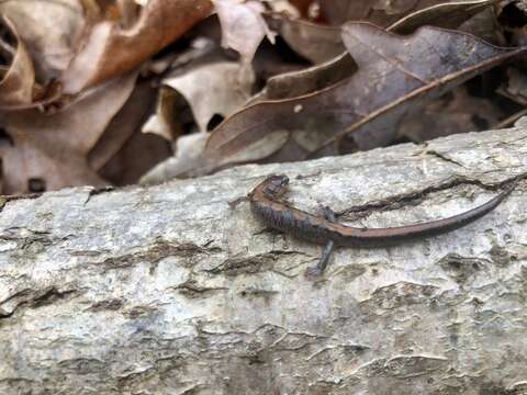 Sivun Plethodon dorsalis Cope 1889 kuva