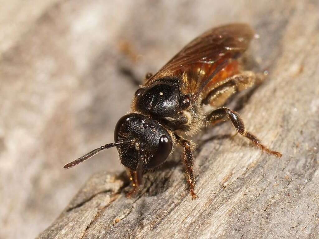 Plancia ëd Lasioglossum turneri (Blüthgen 1926)