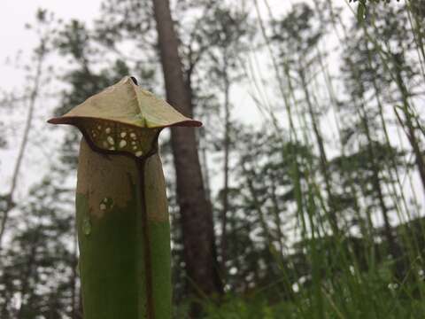 Image of Hooded Pitcherplant