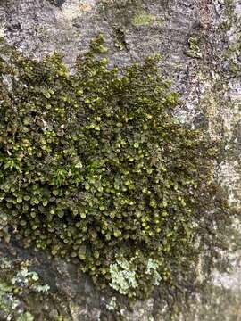 Image of Frullania inflata Gottsche