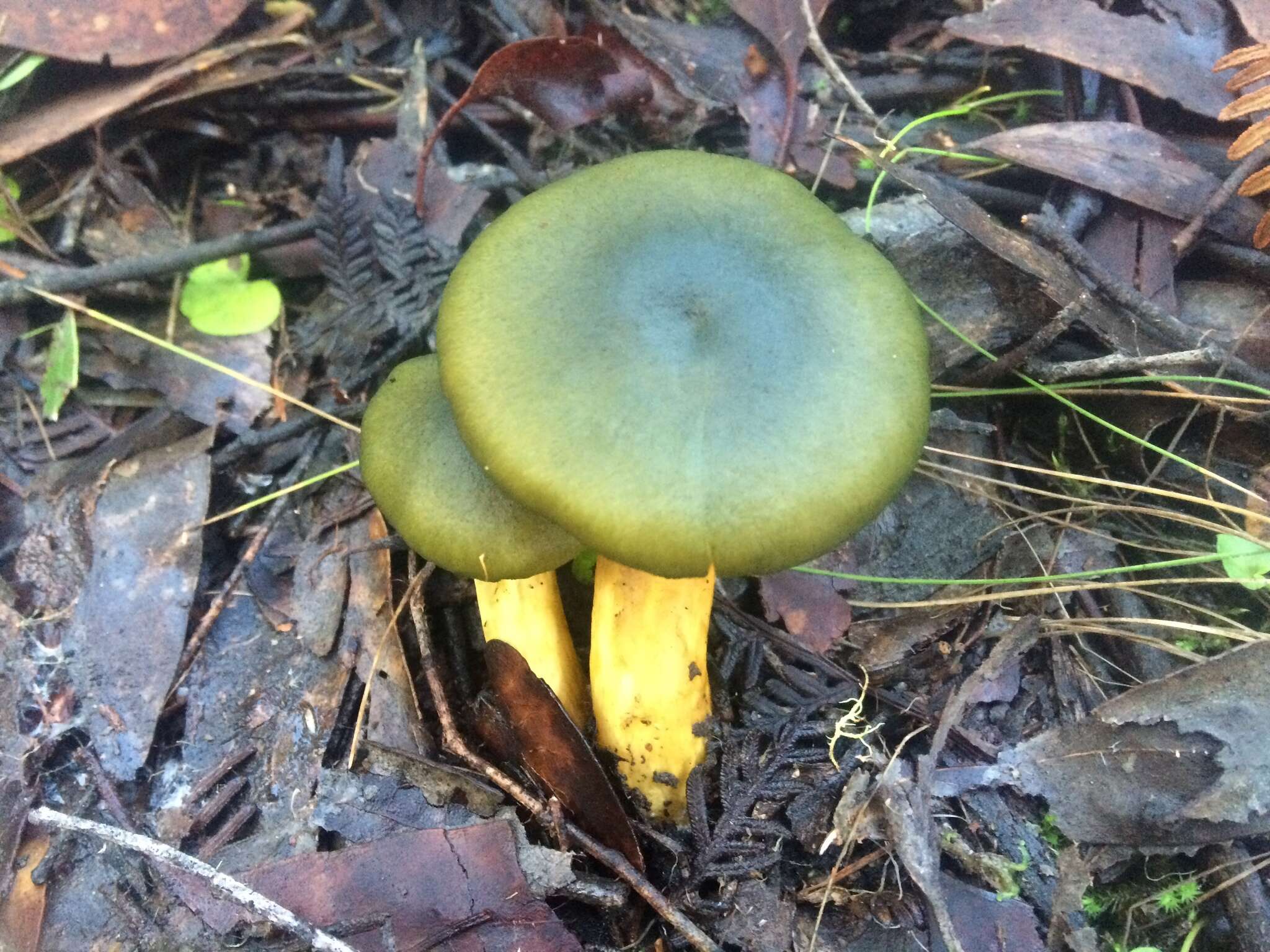 Image of Cortinarius austrovenetus Cleland 1928