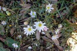 Image of California plumeseed