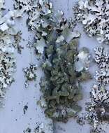 Image of Hypotrachyna lichen