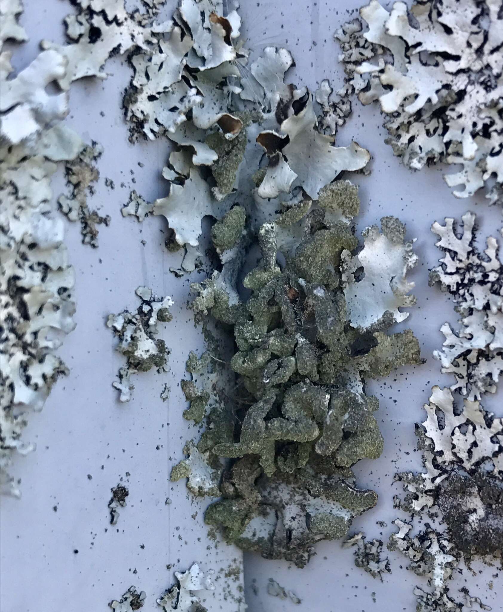 Image of Hypotrachyna lichen