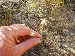 Image of Dianthus bolusii Burtt Davy