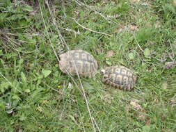 Image of Middle Eastern spur-thighed tortoise