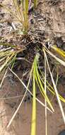 Sivun Lomandra leucocephala (R. Br.) Ewart kuva