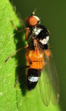 Image of Callomyia amoena Meigen 1824