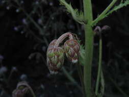 Leucheria floribunda DC. resmi