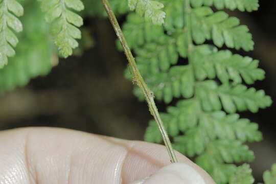 Image of Dryopteris pseudocaenopteris (Kunze) Li Bing Zhang