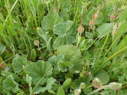 Imagem de Erodium macrophyllum Hook. & Arn.