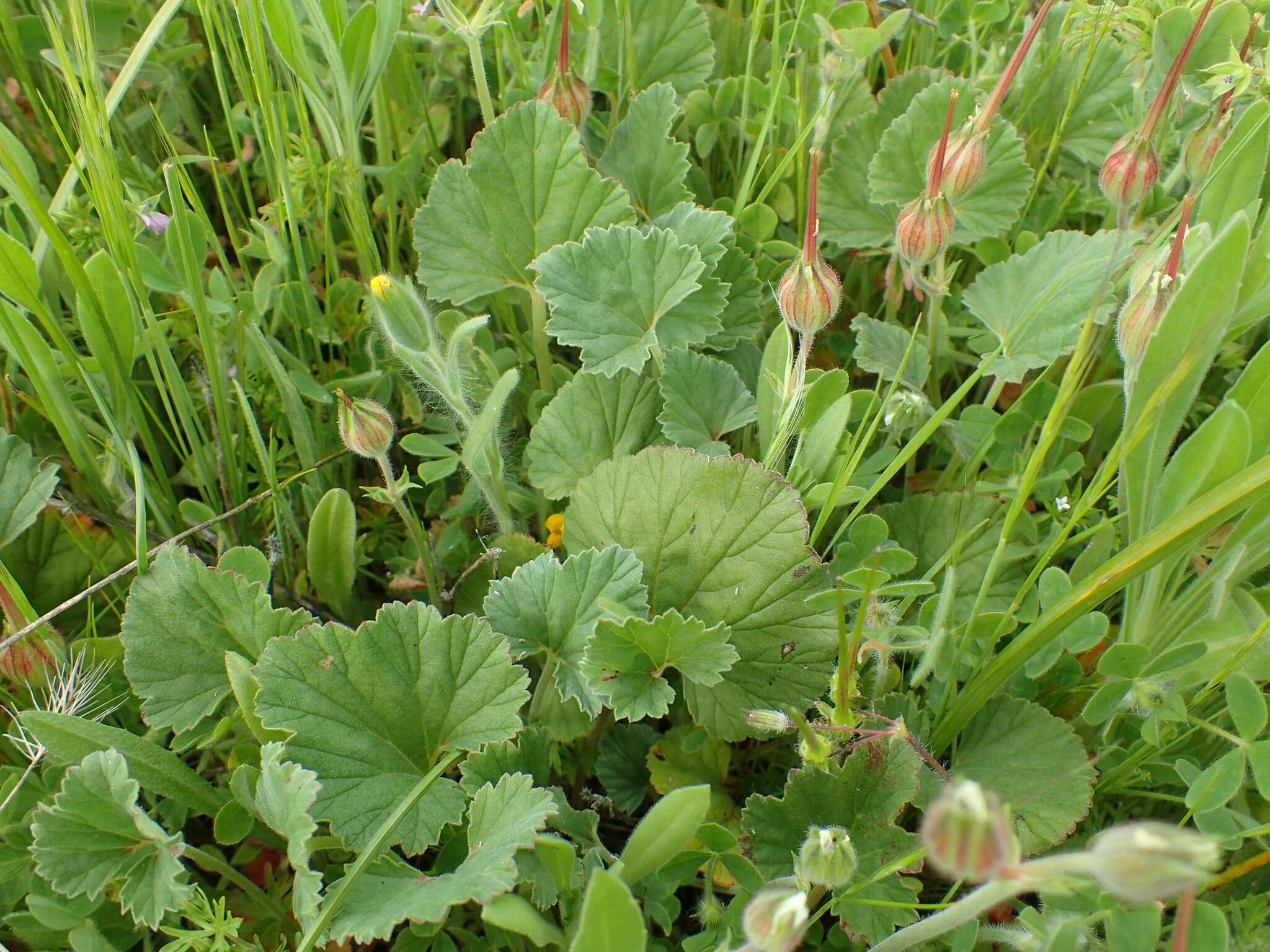 Imagem de Erodium macrophyllum Hook. & Arn.