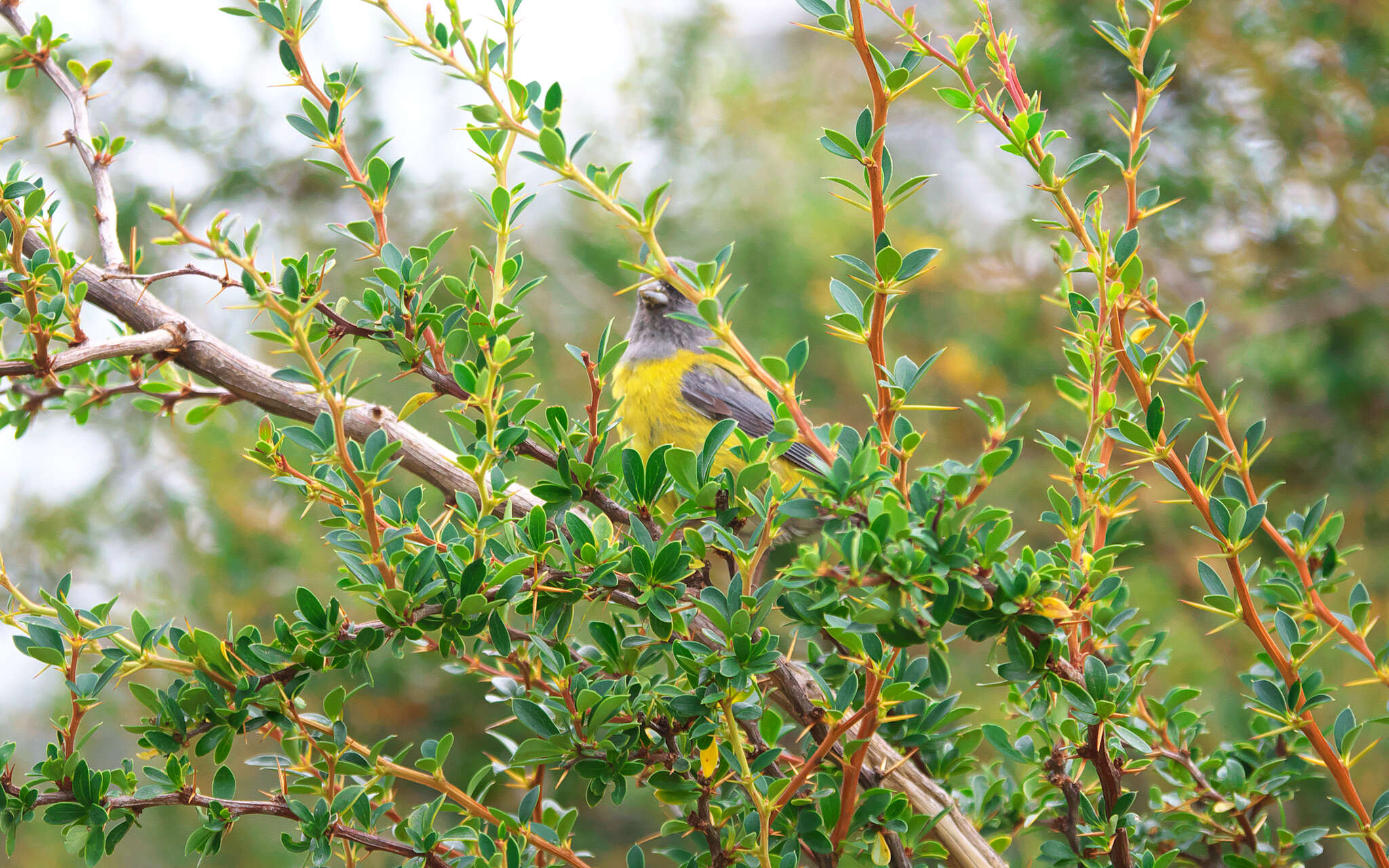 Image of Patagonian Sierra Finch