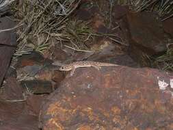 صورة Gehyra punctata (Fry 1914)