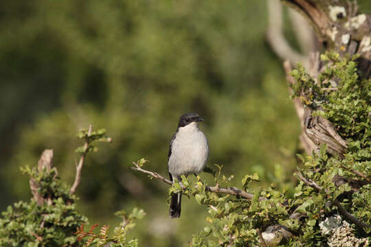 Image of Fiscal Flycatcher