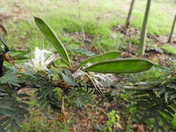 Sivun Calliandra magdalenae (DC.) Benth. kuva