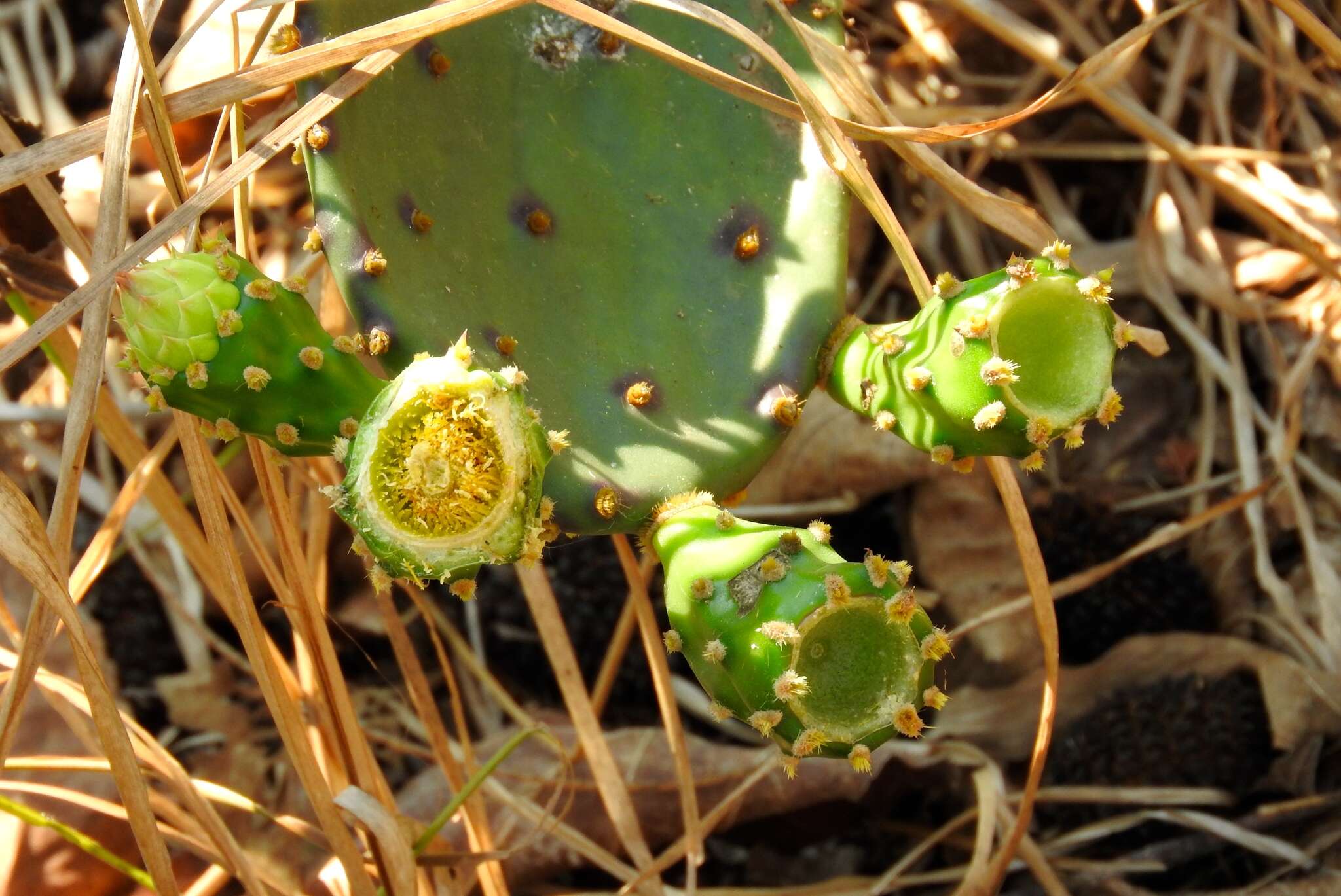 Image of Opuntia wilcoxii Britton & Rose