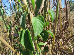 Imagem de Odonellia hirtiflora (M. Mart. & Gal.) K. Robertson