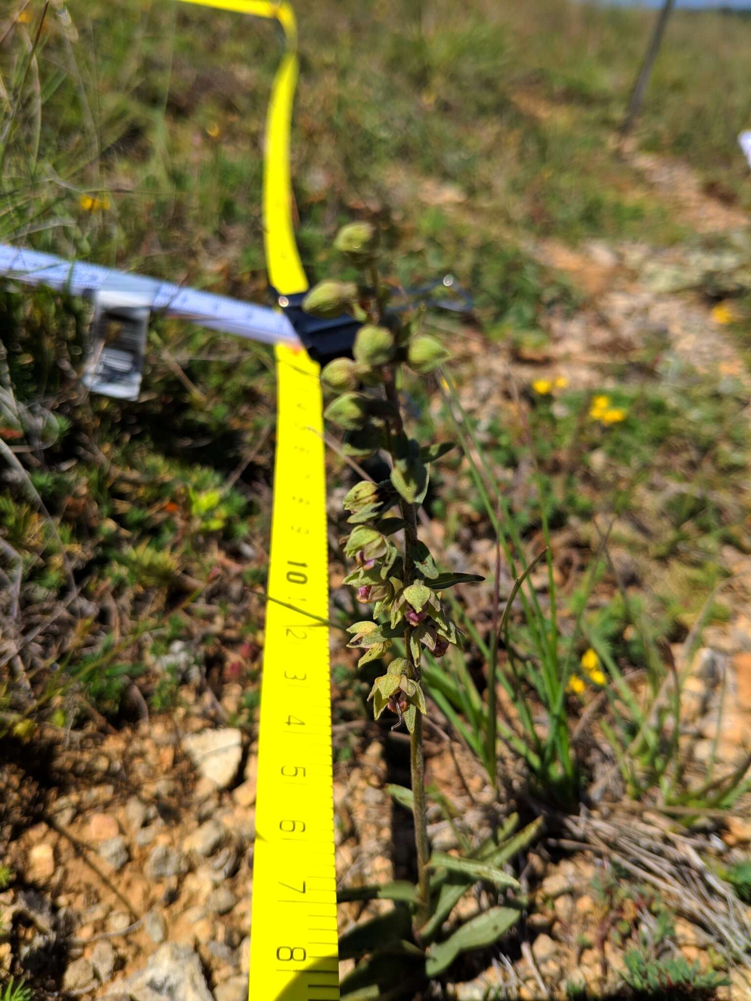 Imagem de Epipactis kleinii M. B. Crespo, M. R. Lowe & Piera