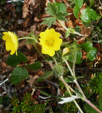 Image of Potentilla vulcanicola Juz.