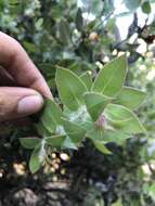 Plancia ëd Arctostaphylos pechoensis (Abrams) Dudley