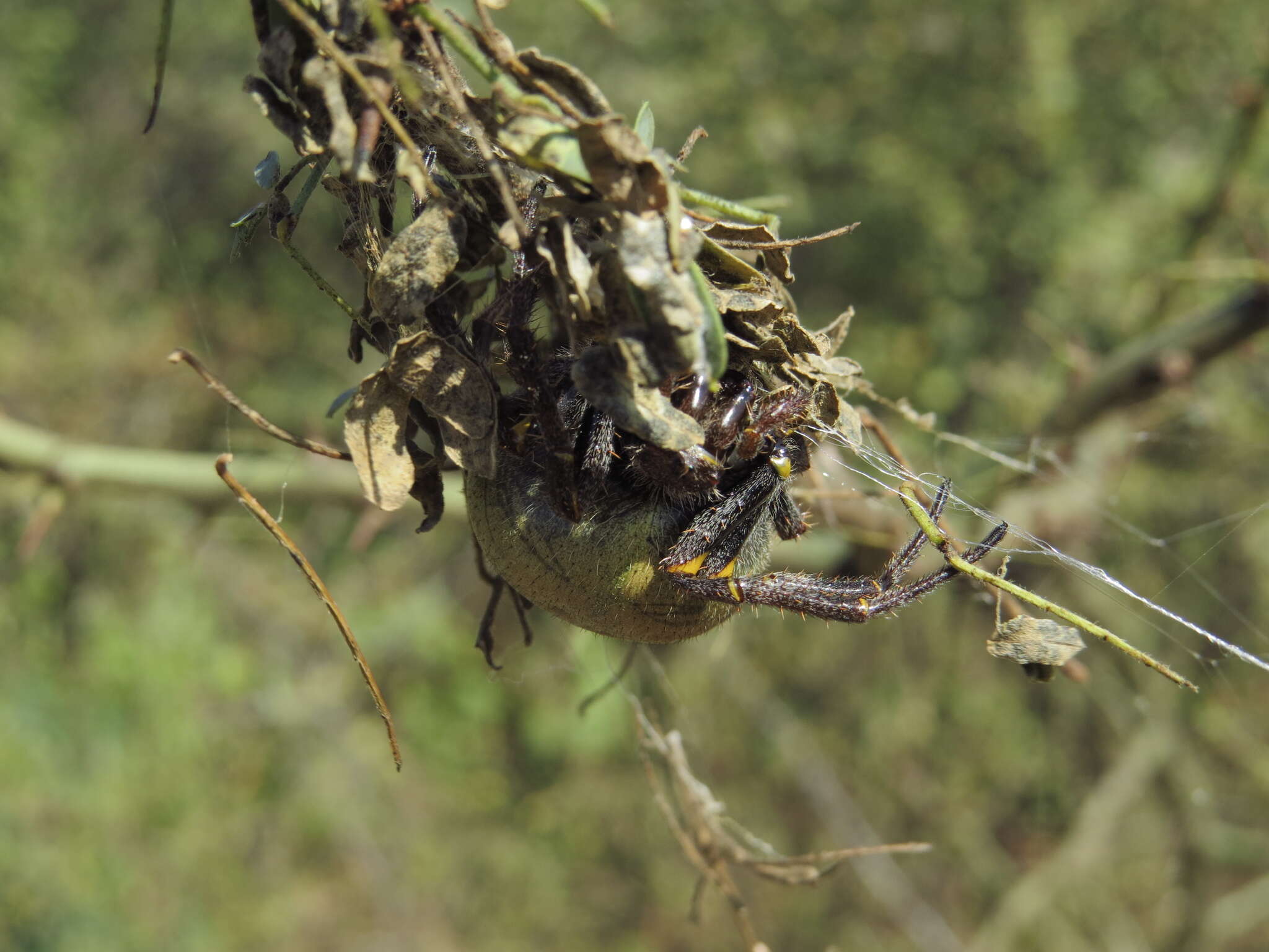 Image of Parawixia bistriata (Rengger 1836)