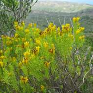 Image of Pteronia uncinata DC.