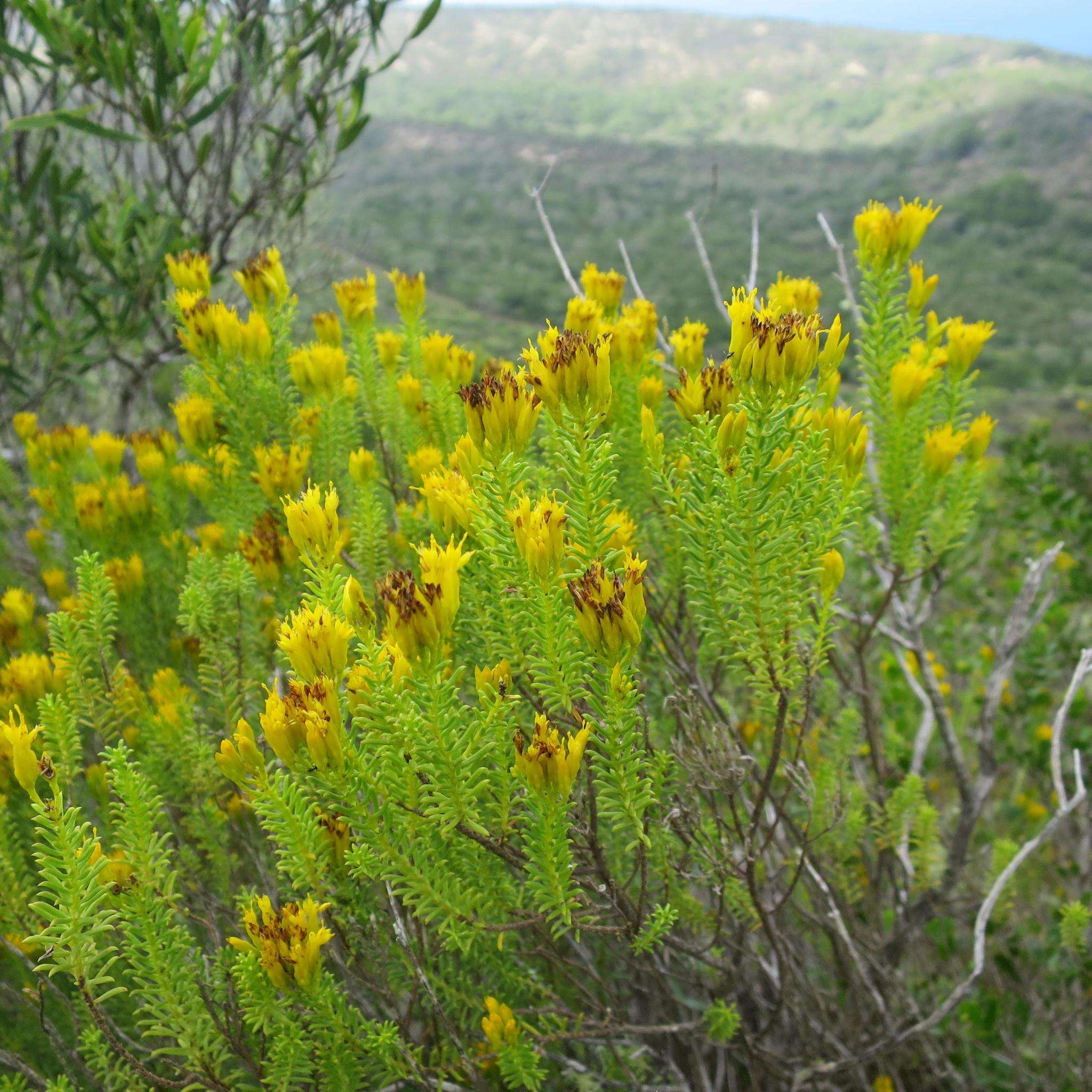 Image of Pteronia uncinata DC.